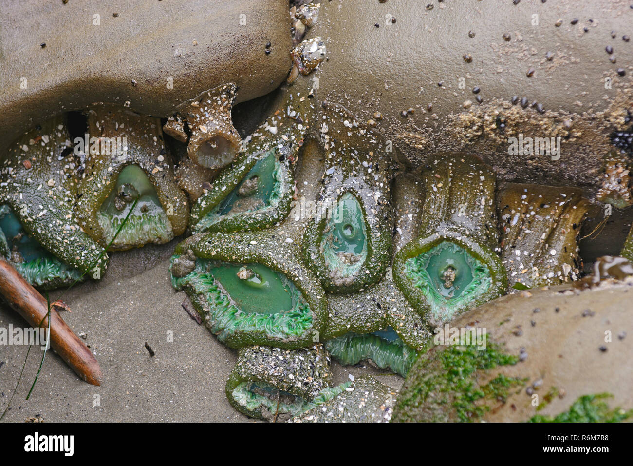 Anemoni verde in un pool di marea sulla costa dell'Oregon vicino a Cape Arago Foto Stock
