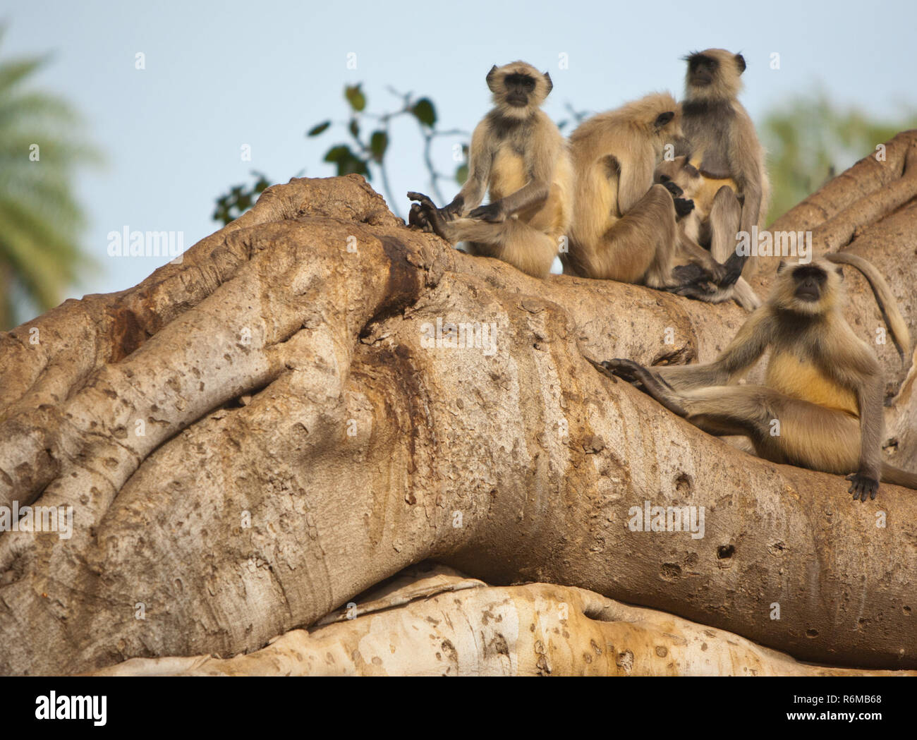 Le scimmie, Ranthambore, India Foto Stock