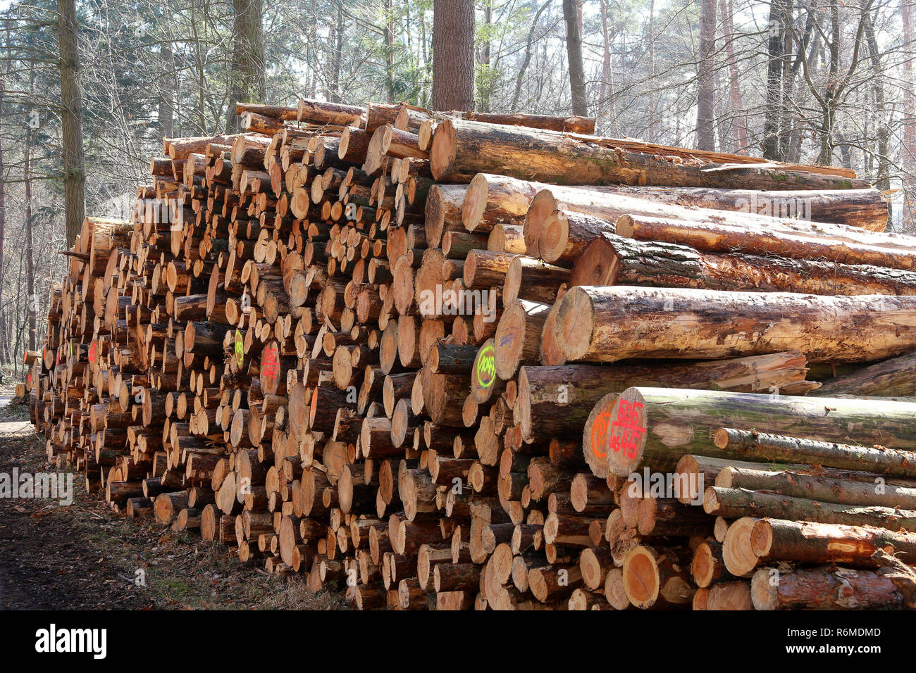 Stoccaggio del legno nella foresta Foto Stock