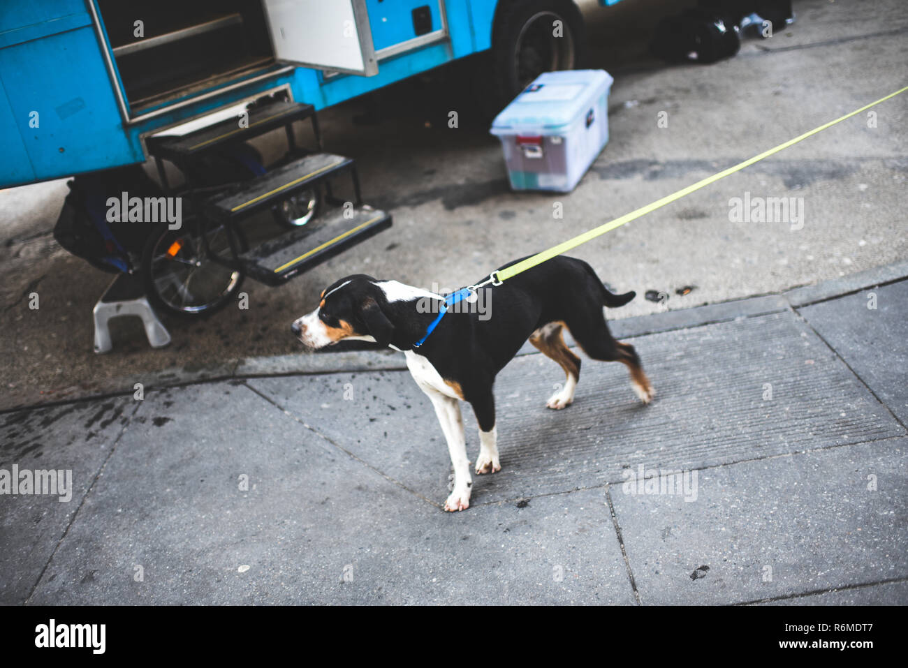 Adozione animale campagna van in Union Square di New York Foto Stock