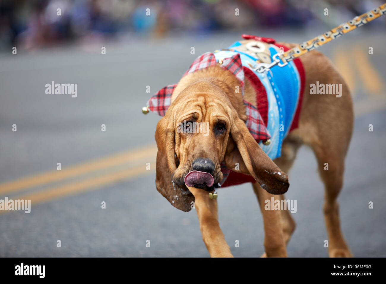 Hound dog con la sua lingua appendere fuori Foto Stock