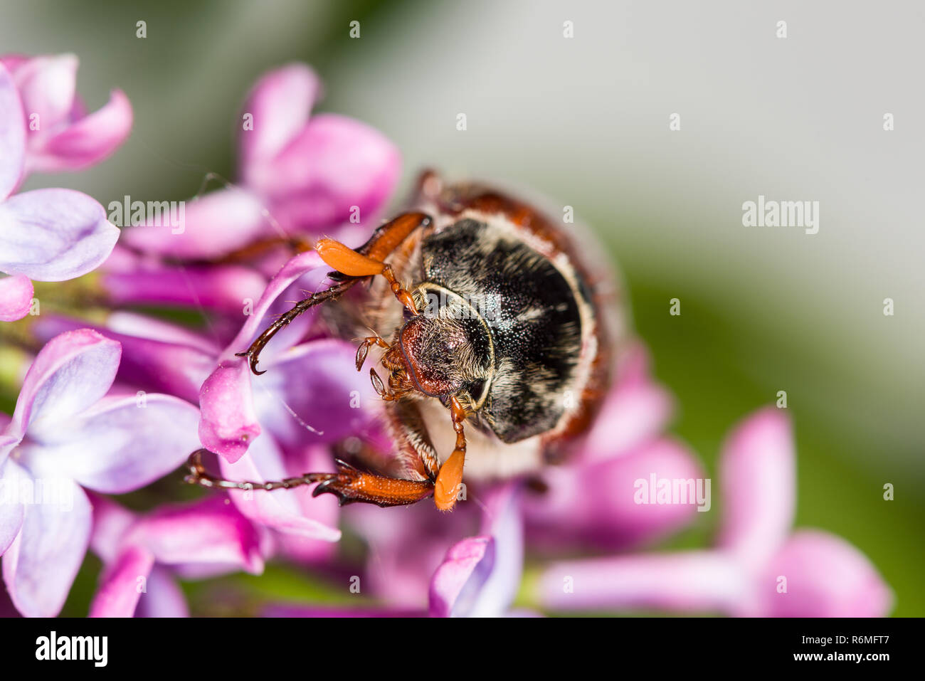 Cockchafer strisciare sui fiori viola Foto Stock