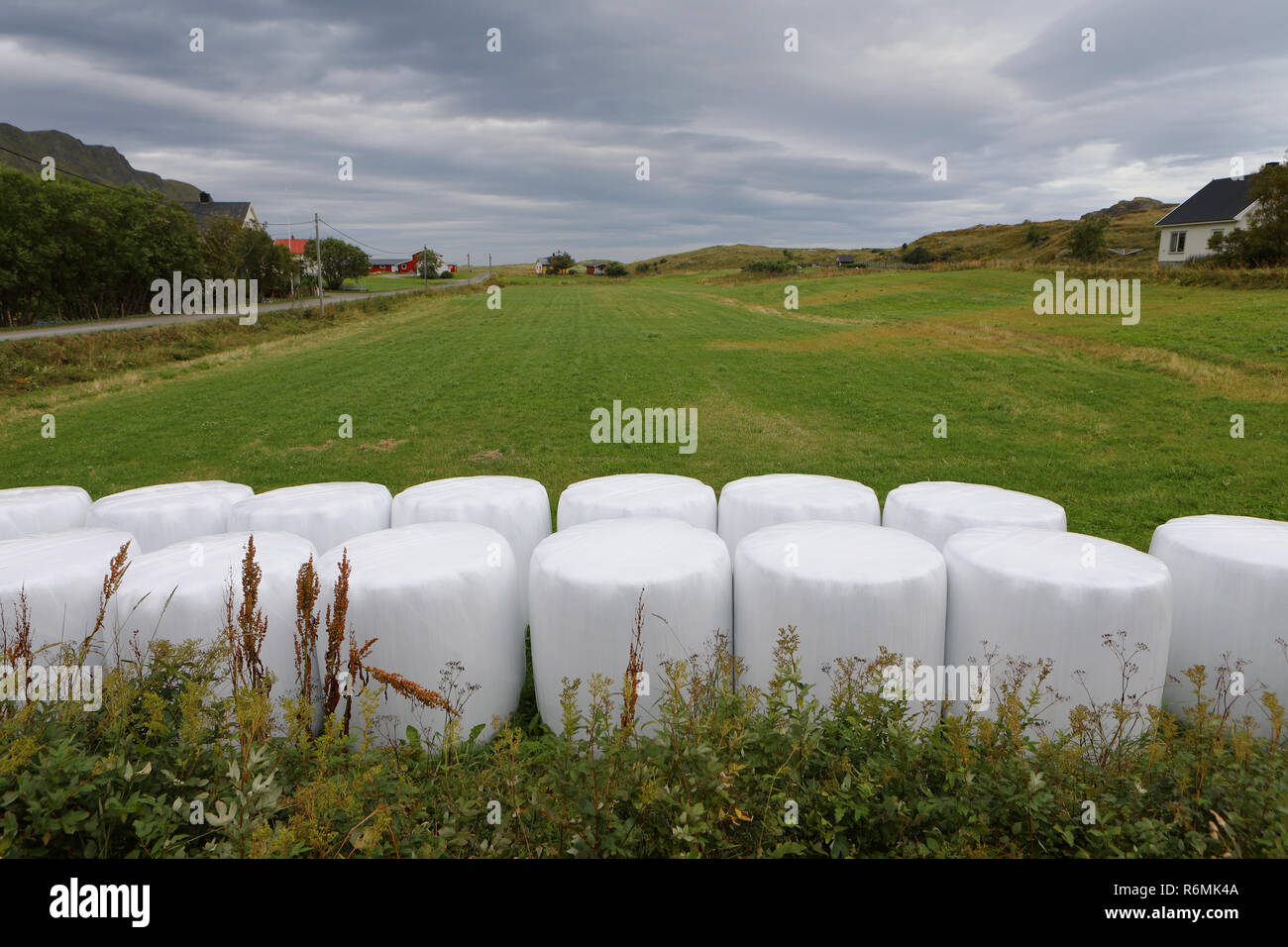 Balle di fieno imballato in bianco di plastica posti in due linee in primo piano e campo verde a sfondo. Villaggio delle Lofoten. Foto Stock
