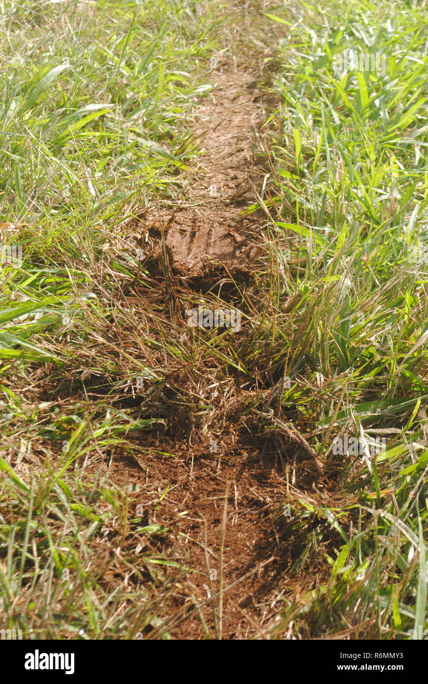 Marchio di pneumatici sull'erba a lato della strada a Kauai, Hawaii Foto Stock