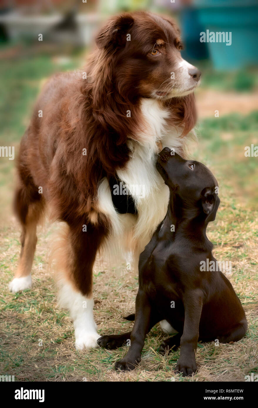 Cowboy, un bambino di sei anni, red tri pastore australiano cane, appeso fuori con un nuovo amico, un nero, razza cucciolo, 1 gennaio, 2015, in Coden, Alabama. Foto Stock Cowboy, un bambino di sei anni, red tri pastore australiano cane, appeso fuori con un nuovo amico, un nero, razza cucciolo, 1 gennaio, 2015, in Coden, Alabama. Foto Stock