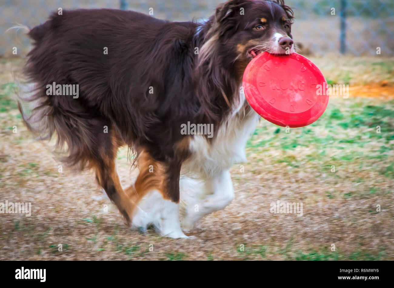 Cowboy, un bambino di cinque anni Pastore australiano, gioca con un rosso, Kong frisbee presso il Parco di corteccia di dog park in Columbus, Mississippi, Feb 21, 2013. Foto Stock