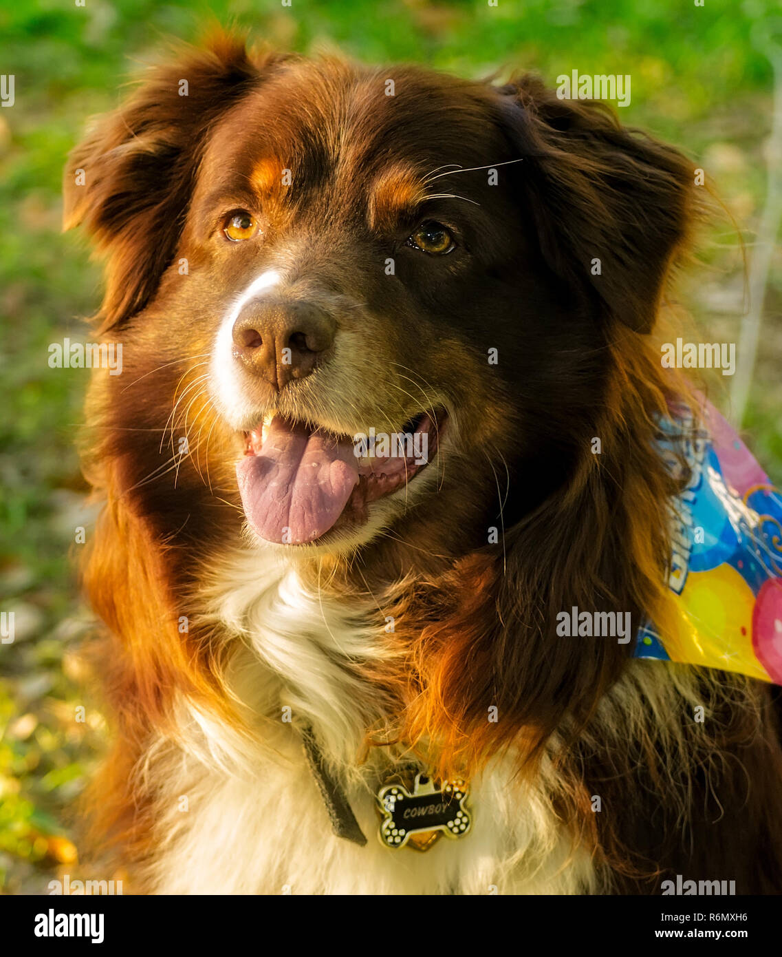 Cowboy, un bambino di otto anni red tri pastore australiano, posa per una foto con la sua festa di compleanno, Aprile 4, 2016 in Coden, Alabama. Foto Stock