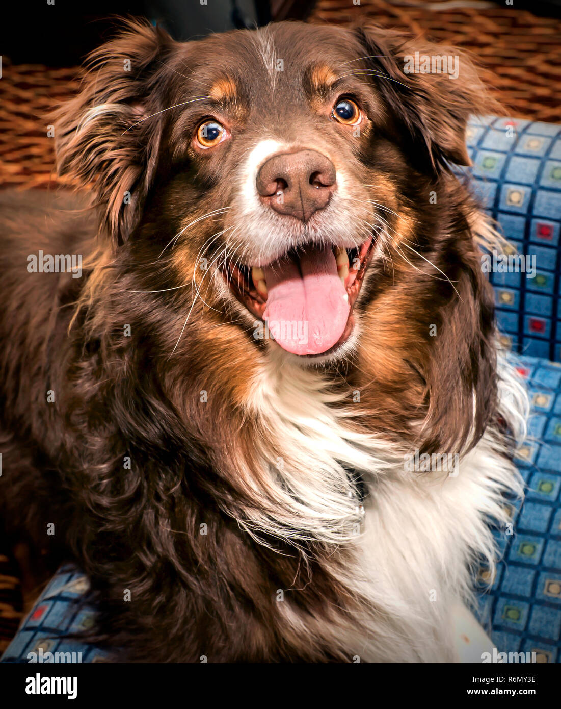 Cowboy, un bambino di sei anni Pastore australiano, gioca in una stanza di un hotel ad Atlanta, Georgia, 20 maggio 2014. Foto Stock