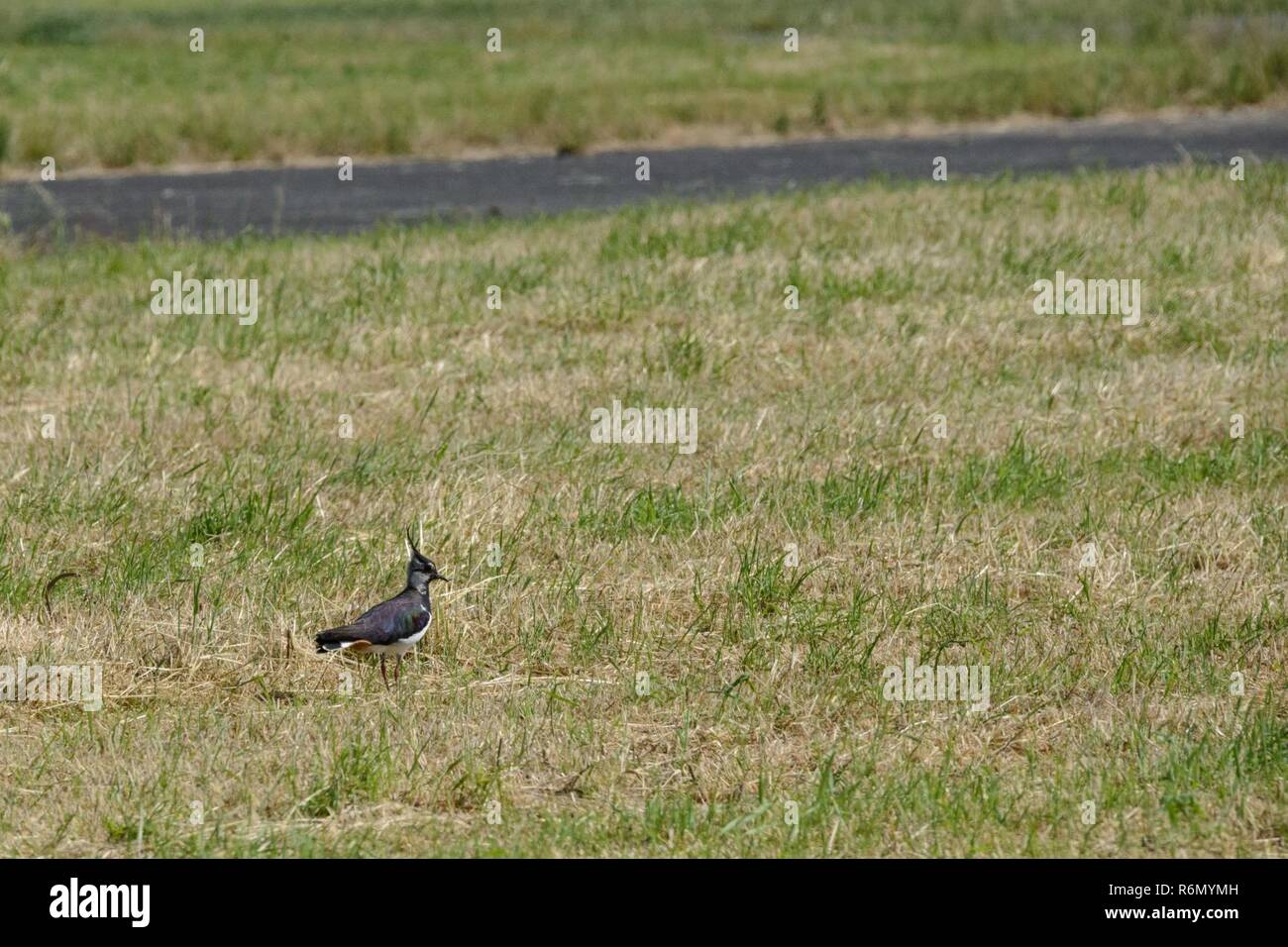 Una Pavoncella (Vanellus Vanellus), noto anche come piewit o Vanneau Huppé in francese, una delle tante specie di uccelli che nidificano sul post, si aggira intorno a Wingene Air Base, Belgio, 31 maggio 2017. Foto Stock