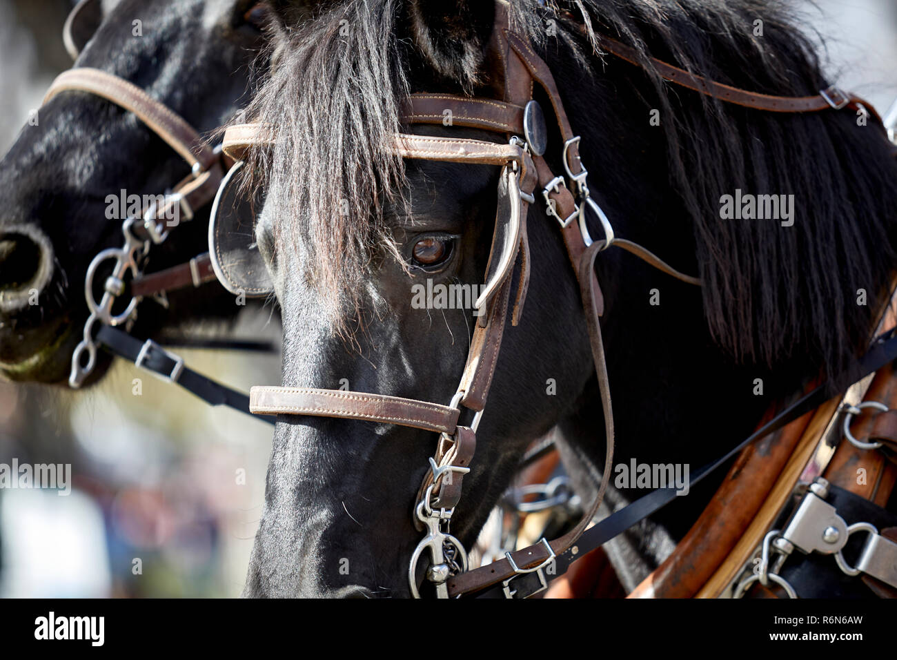 In prossimità di un cavallo nero con il cablaggio di adesività e profondità di campo Foto Stock