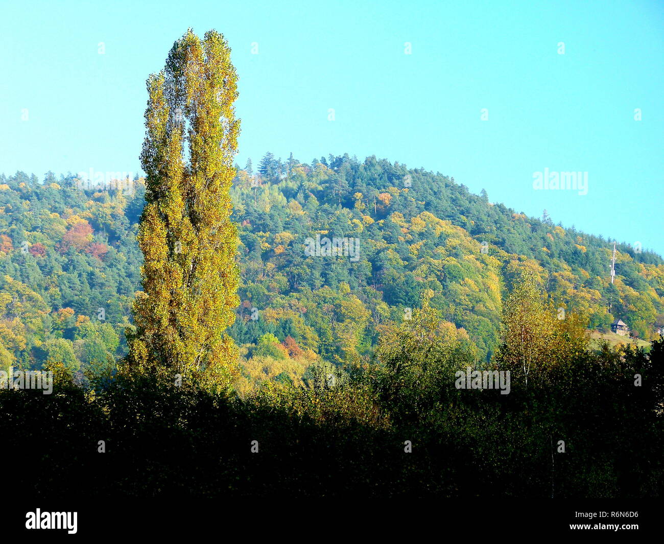 Eccezionale albero a foglie decidue in mezzo alla foresta di autunno Foto Stock