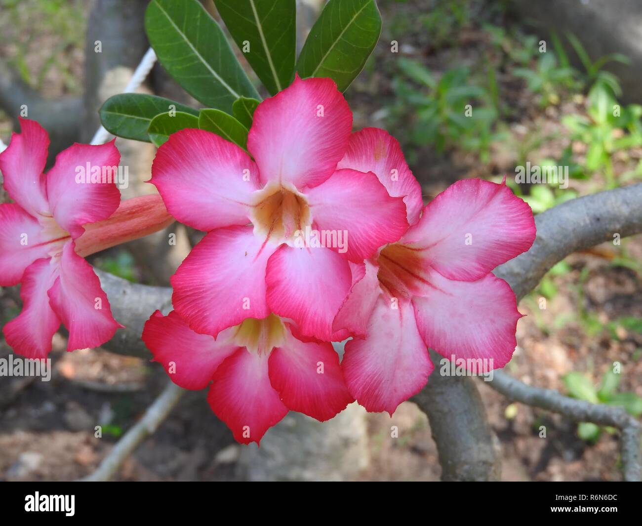 Il frangipani,plumeria,pagoda tree Foto Stock