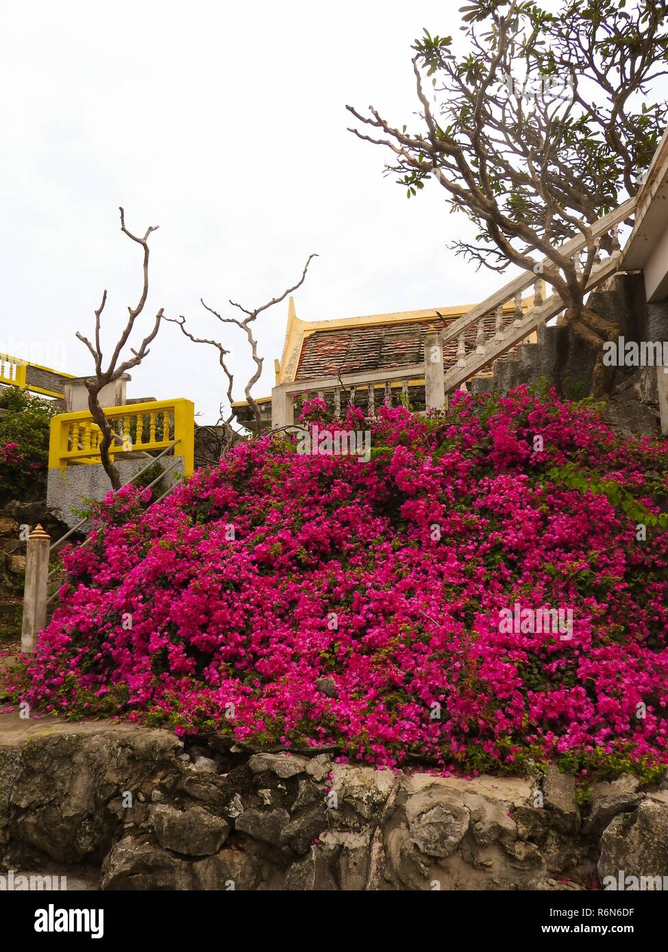 Bouganville,bougainvillea,triple fiore Foto Stock