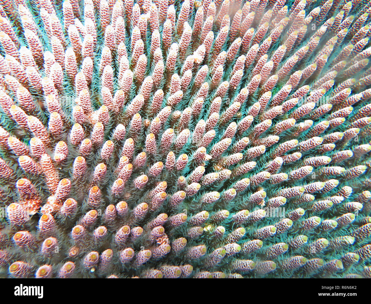 Piccolo polipo corallo pietra (acropora millepora) Foto Stock