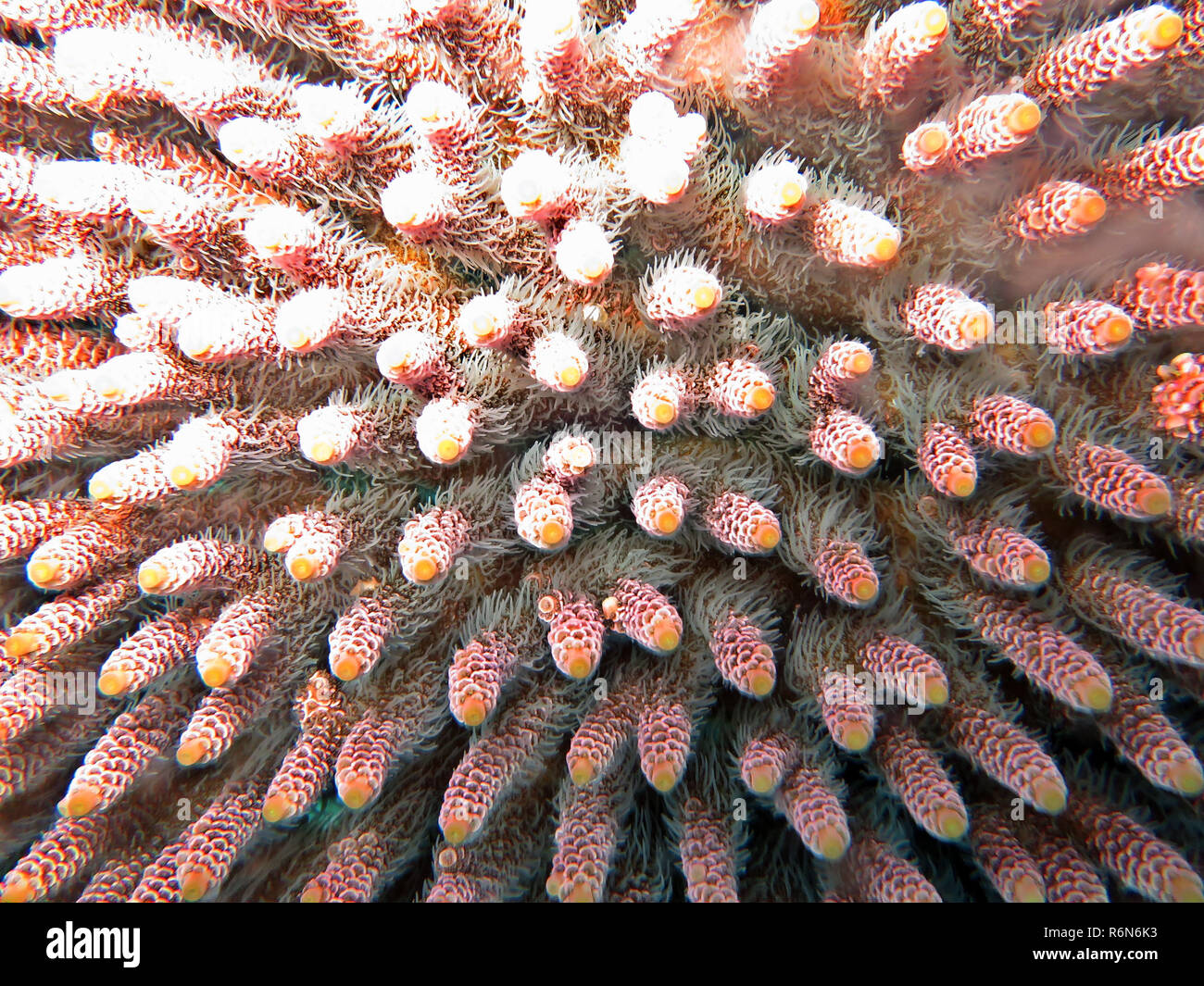 Piccolo polipo corallo pietra (acropora millepora) Foto Stock