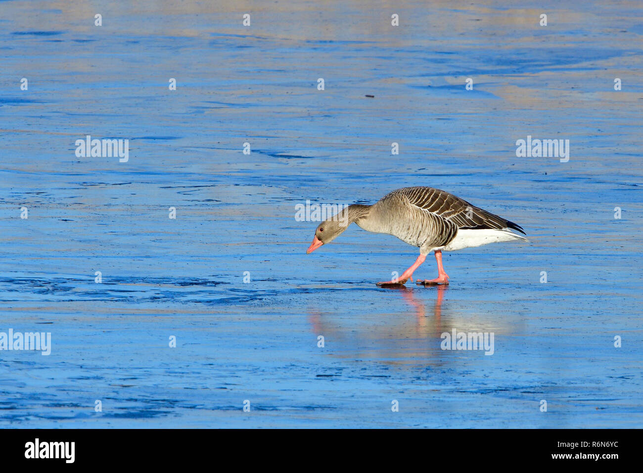 Graylag oche in inverno Foto Stock