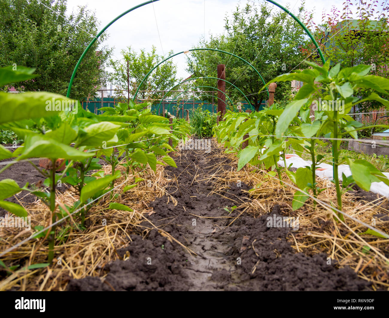 Letto con i giovani i peperoni in un terreno aperto Foto Stock