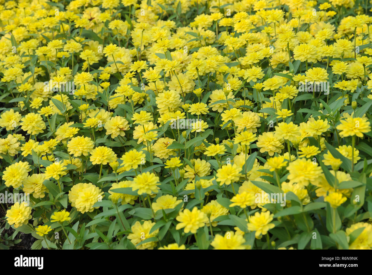 Giallo Zinnia elegans Flower Garden Foto Stock