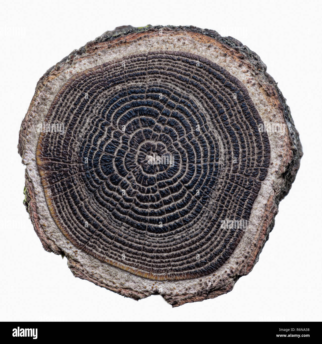 Legno spazzolato slice texture con concentrici anelli neri isolati su sfondo bianco Foto Stock