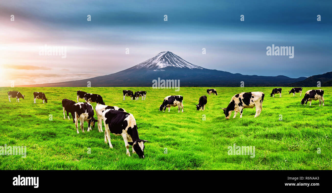 Mucche mangiano erba verde sul campo verde nella parte anteriore del monte Fuji, Giappone. Foto Stock