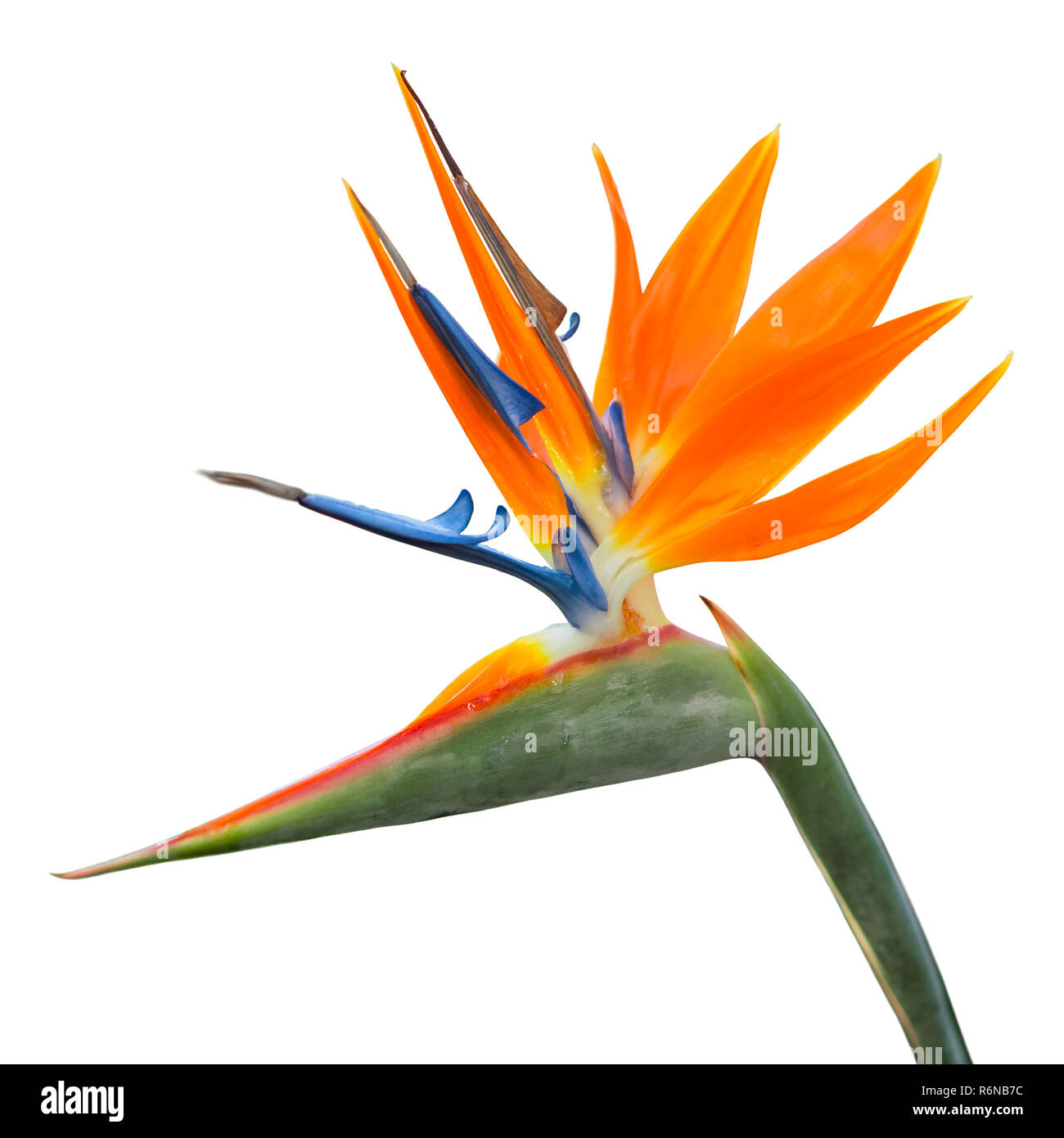 Isolato esotico fiore di Strelitzia reginae o uccello del paradiso Foto Stock