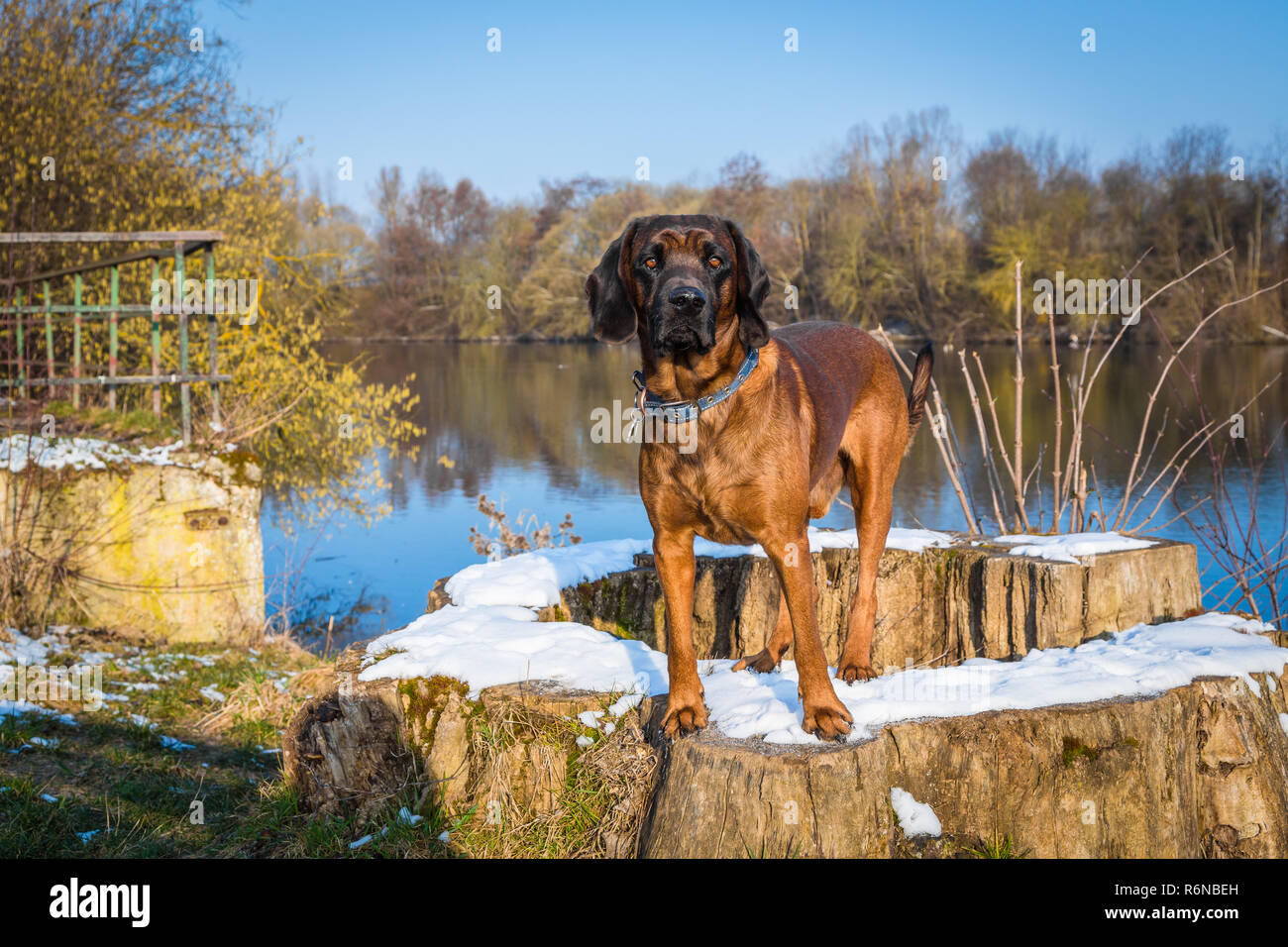 Ritratto di una montagna bavarese il sudore cane Foto Stock