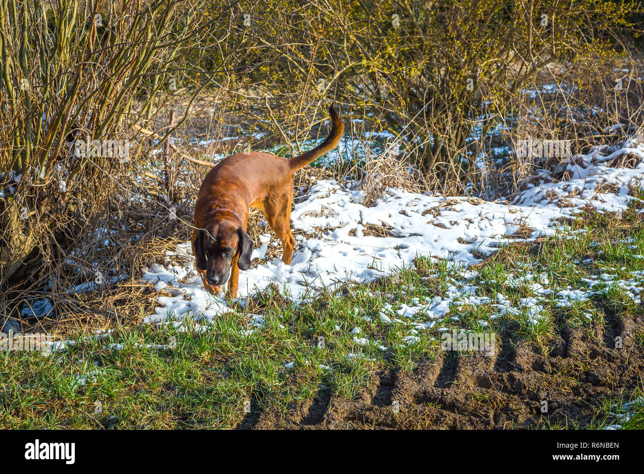 Beagle è seguendo un sentiero Foto Stock