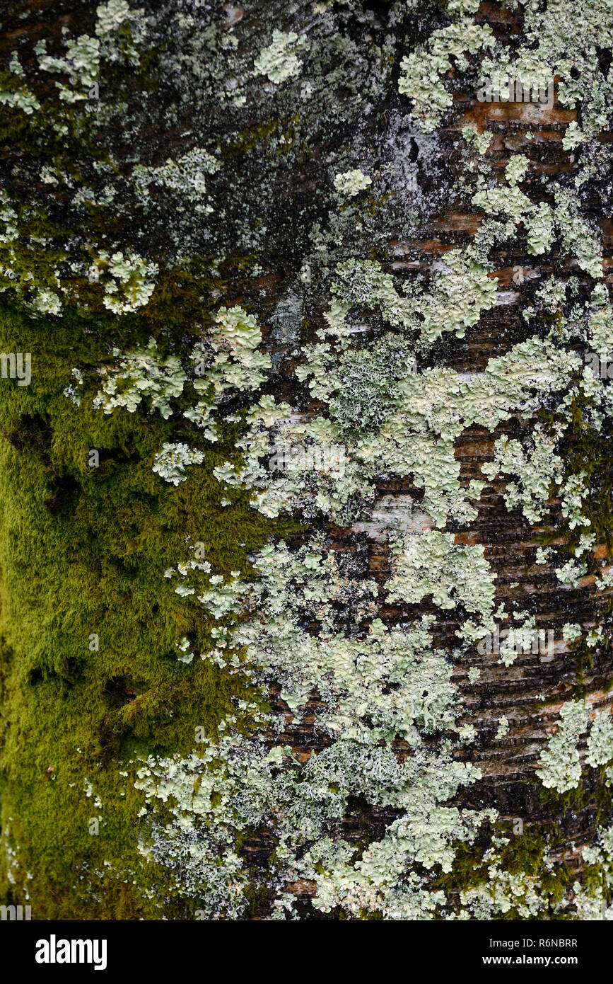 Licheni, muschi, licheni, muschi,grigio, verde, argento,l'albero tronco,corteccia,coperchio,la copertura,giardino,tree salute,l'ambiente,RM floral Foto Stock