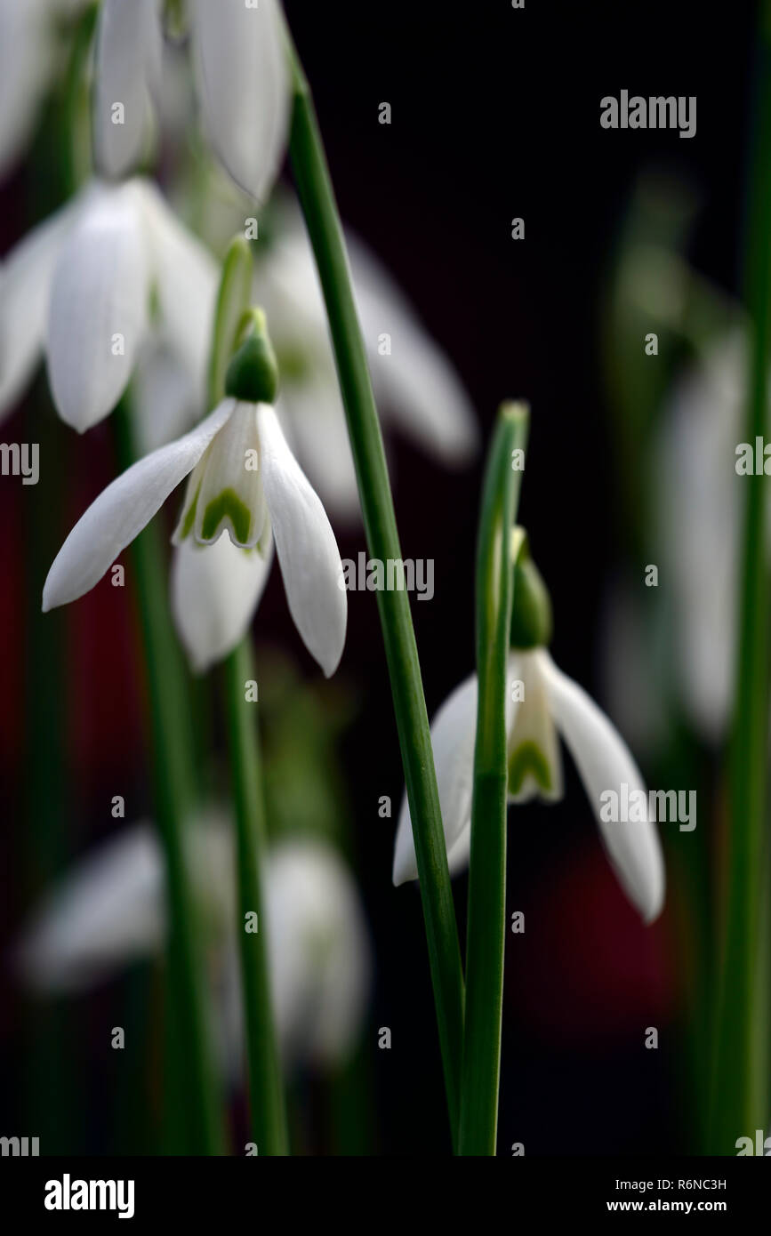 Galanthus reginae olgae-subsp vernalis Alex Duguid,autunno,all'inizio,fioritura,fiori,snowdrop,snowdrops,giardino,RM Floral Foto Stock