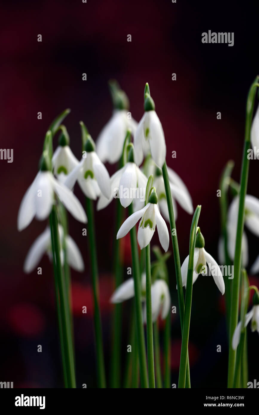 Galanthus reginae olgae-subsp vernalis Alex Duguid,autunno,all'inizio,fioritura,fiori,snowdrop,snowdrops,giardino,RM Floral Foto Stock