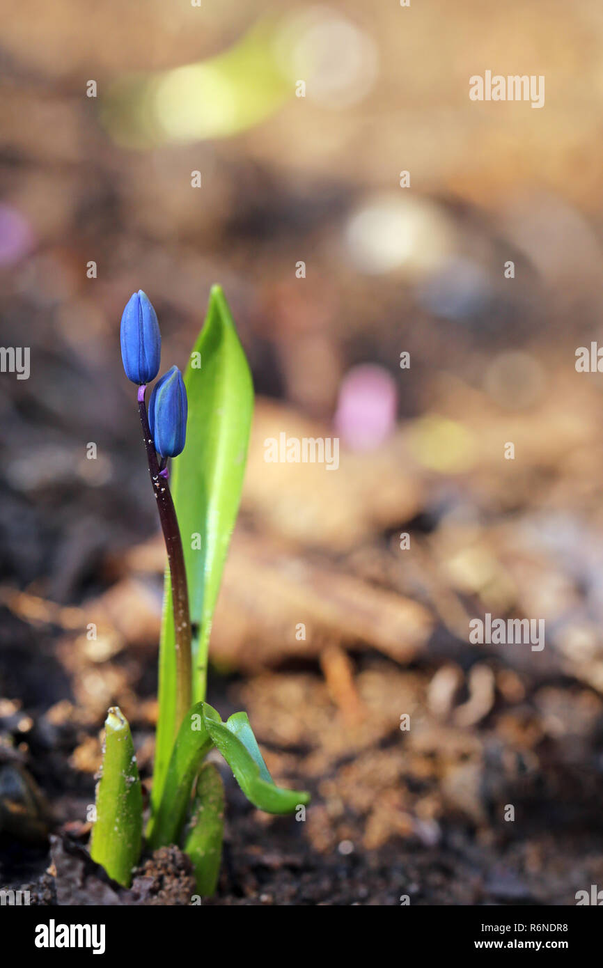 Gara poco impianto vuole il sole di primavera Foto Stock