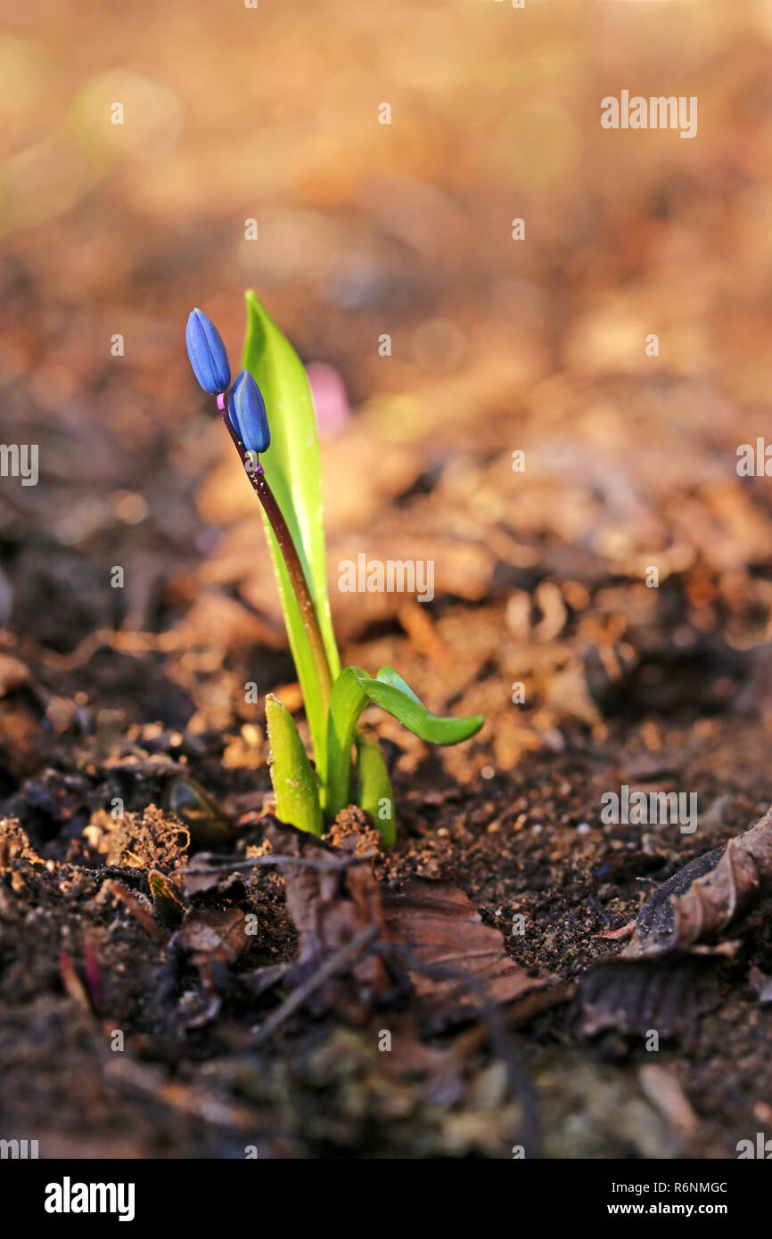 Dalla scoperta di bluestar al sole di primavera Foto Stock