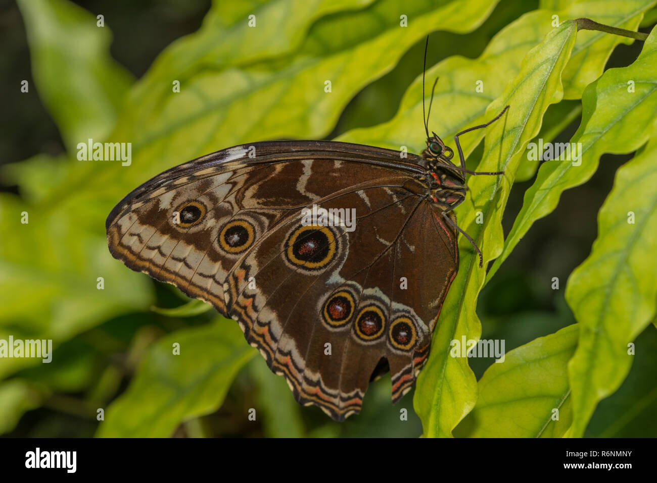 Un occhio-butterfly si siede su una foglia Foto Stock