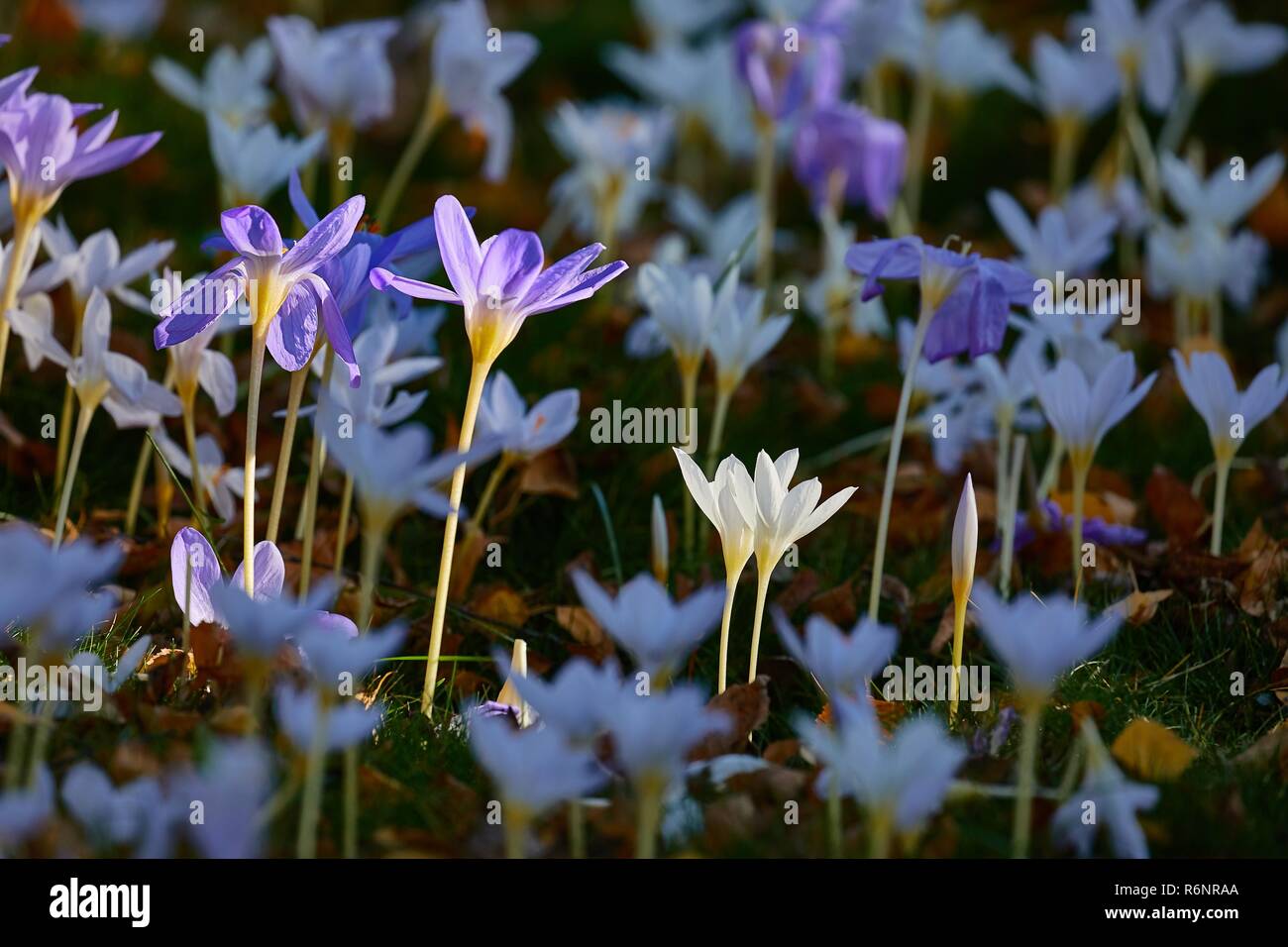 Fiori in breeze Foto Stock