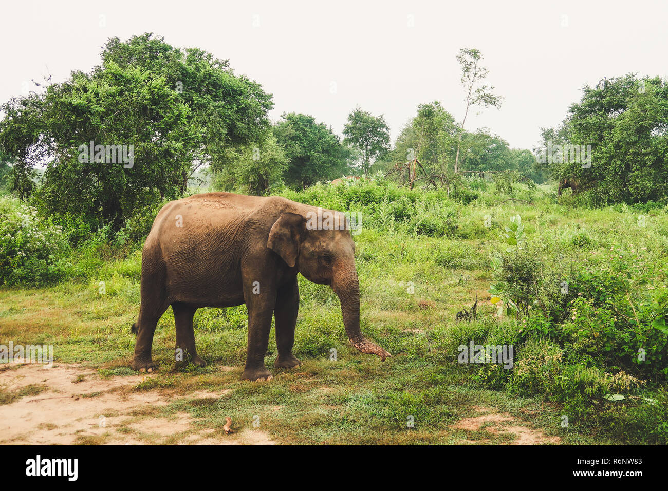 Elefante asiatico all'interno del Udawalawe parco nazionale dello Sri Lanka Foto Stock