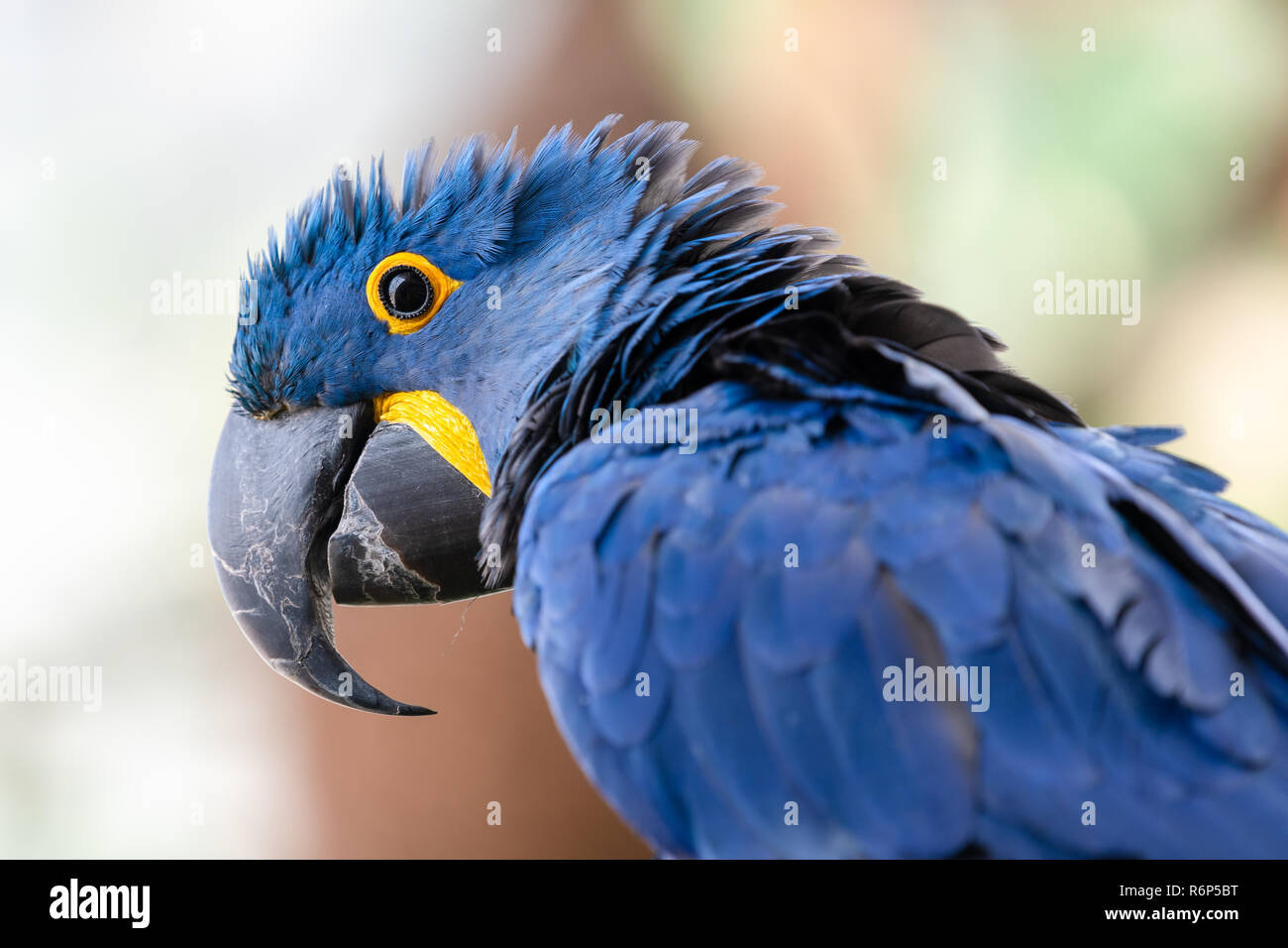 Ara giacinto Foto Stock