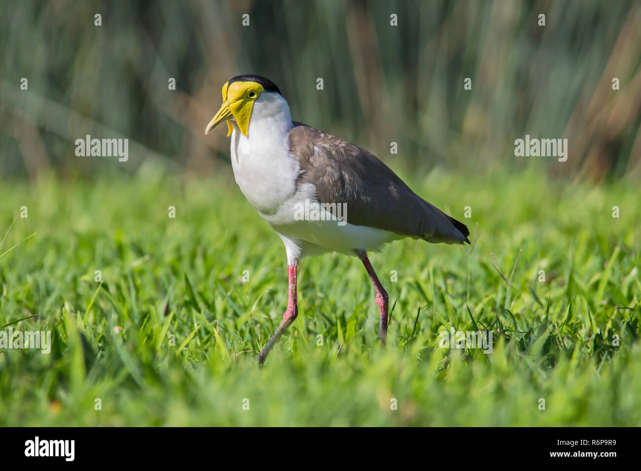 Masked Pavoncella Plover Foto Stock