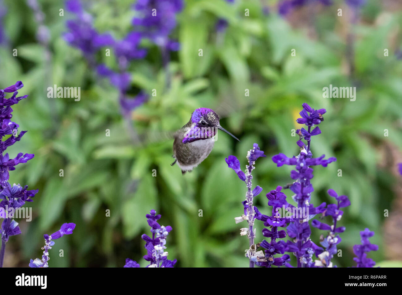Costa (Hummingbird calypte costae) in bilico; luminoso testa viola, alimentando sui fiori viola. In Arizona deserto di Sonora. Foto Stock