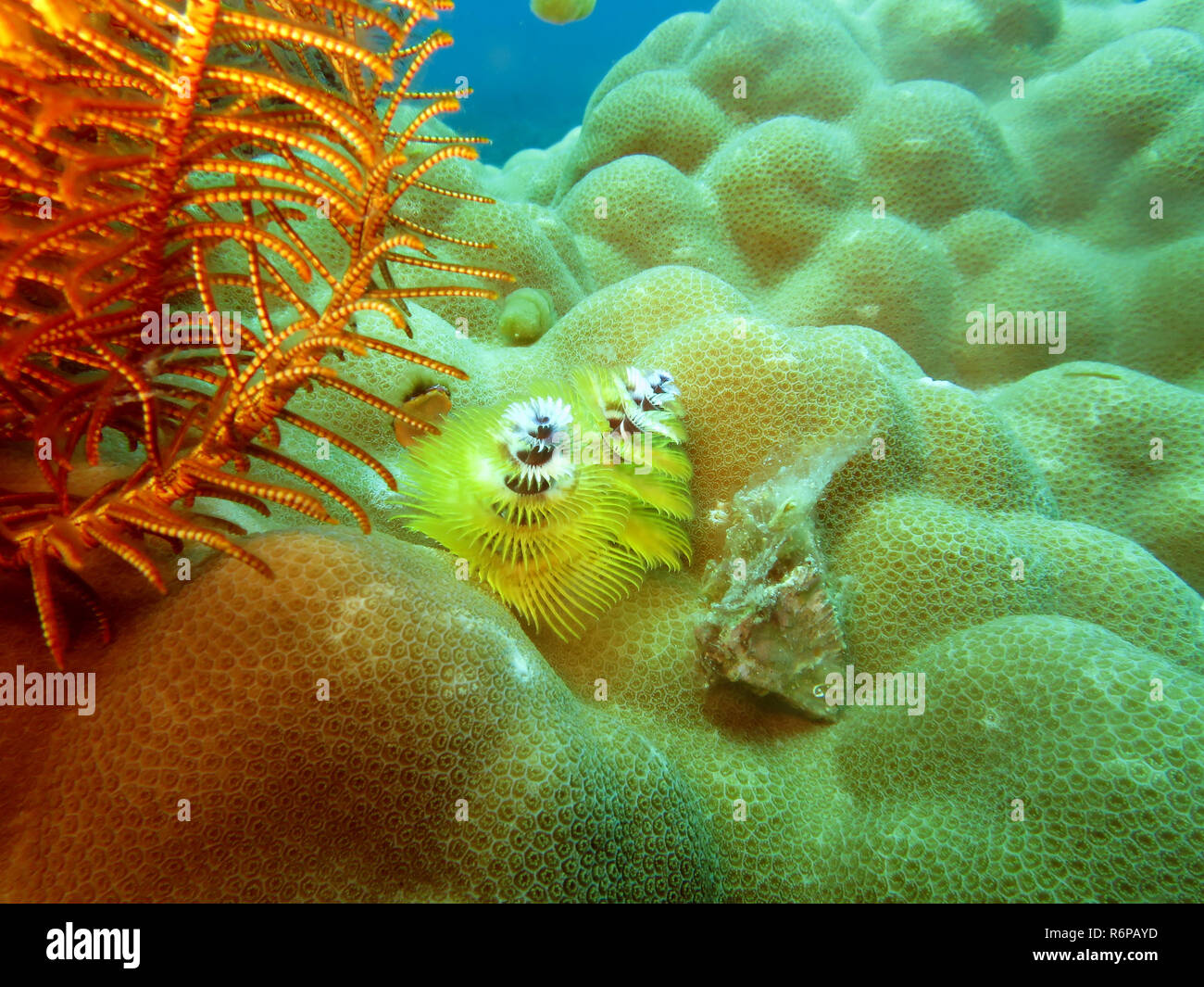 Albero di natale worm (spirobranchus giganteus) su un piccolo polipo di corallo pietra (porites spec.) Foto Stock
