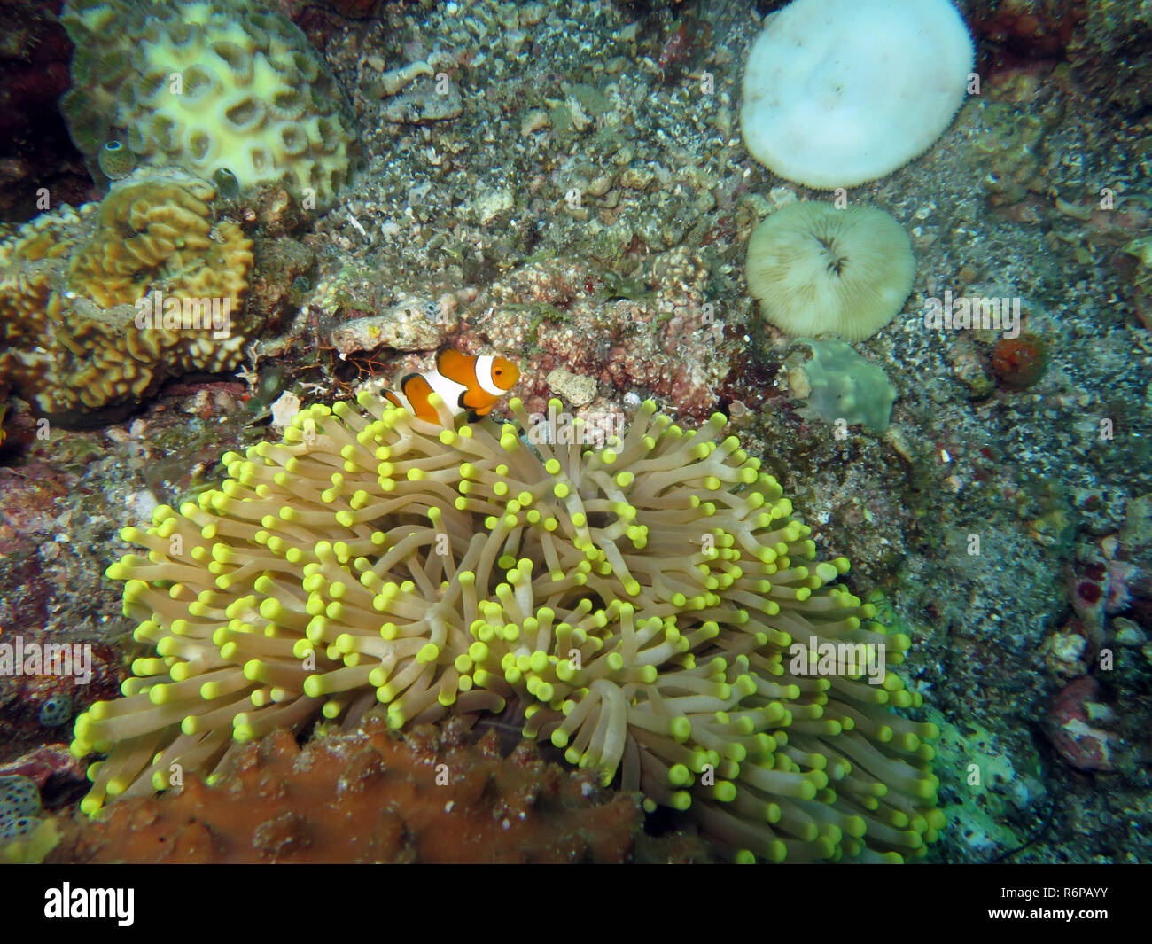Giallo anemone marittimo con un cattivo clown anemonefish (amphiprion ocellaris) Foto Stock