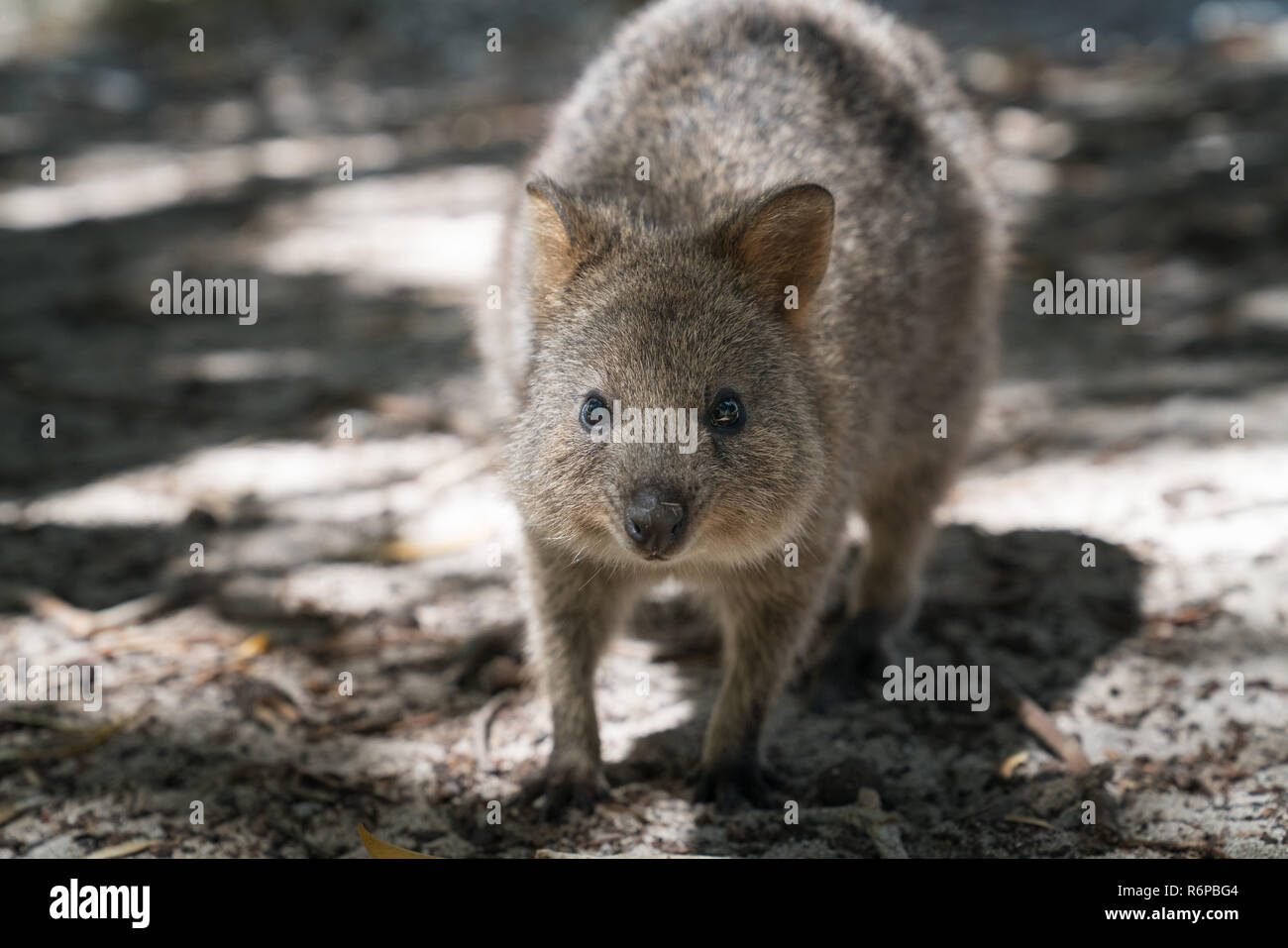 Quokka auf Rottnest Island, Australia occidentale Foto Stock