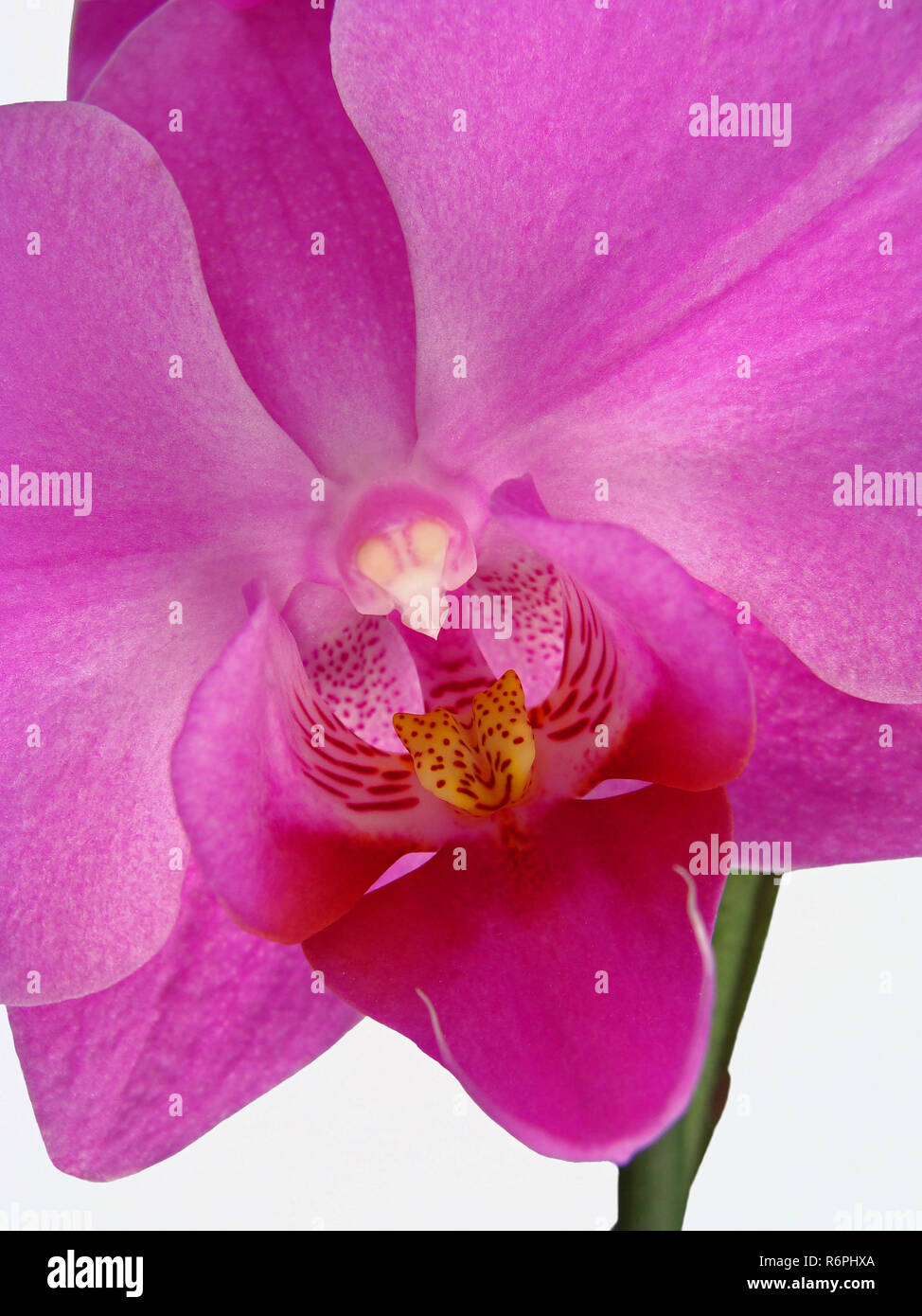 Â orchid. orchidaceae. Foto Stock