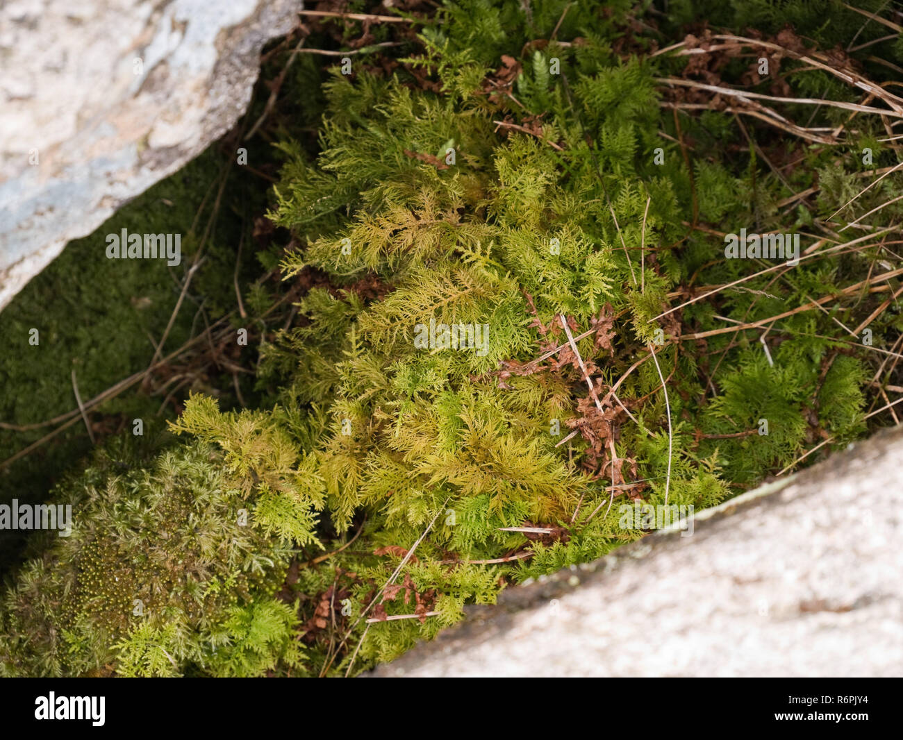Thuidium tamariscinum, tamerici Moss, una specie di Comune di boschi e pascoli, favorendo in luoghi umidi. Qui mostrato in Cwm Idwal, Snowdonia Foto Stock