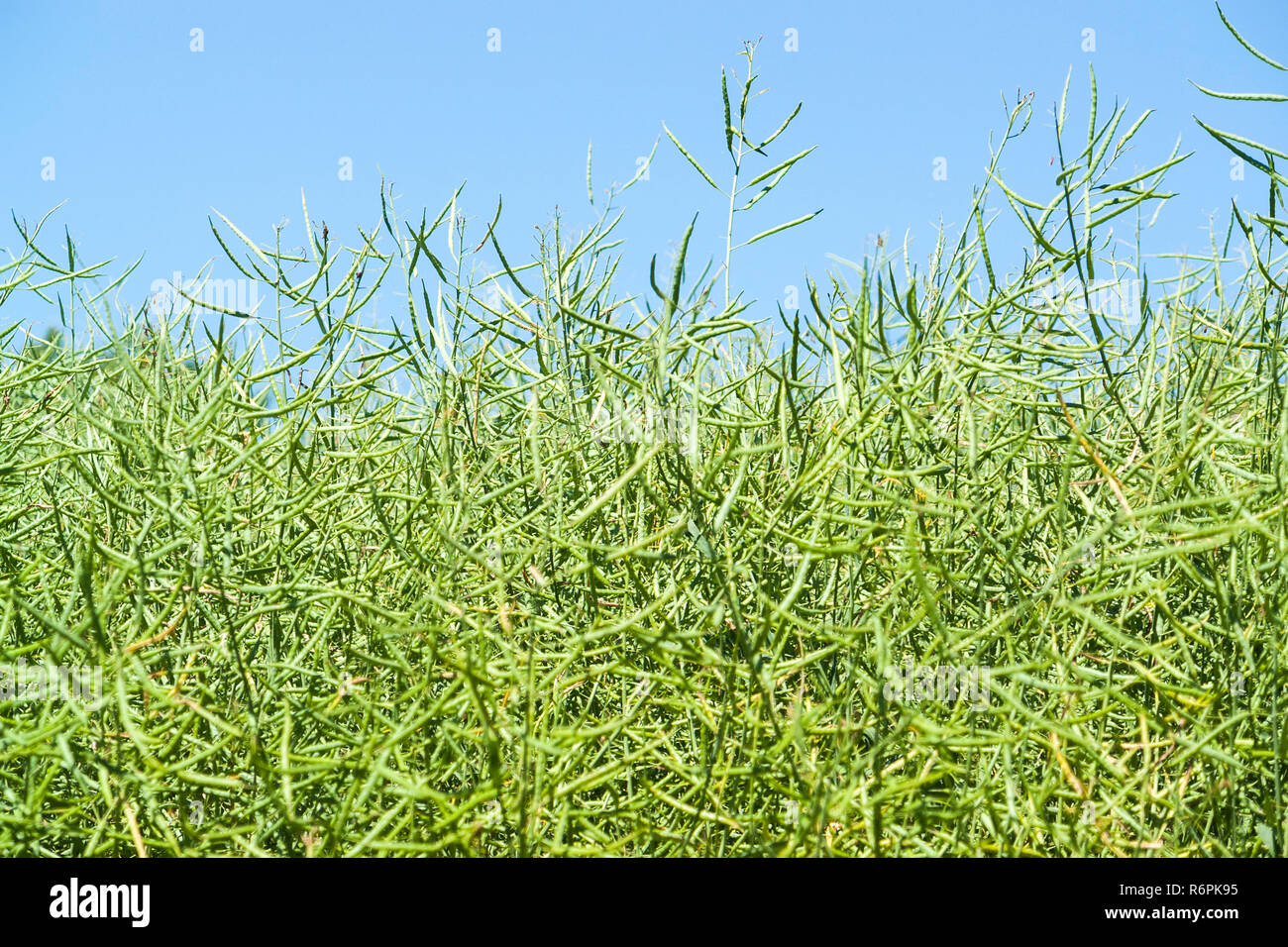 Sunny canola closeup Foto Stock