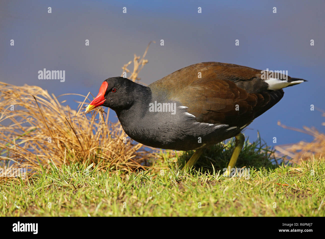 Verde-footed moorhen gallinula chloropus nel parco della città Foto Stock