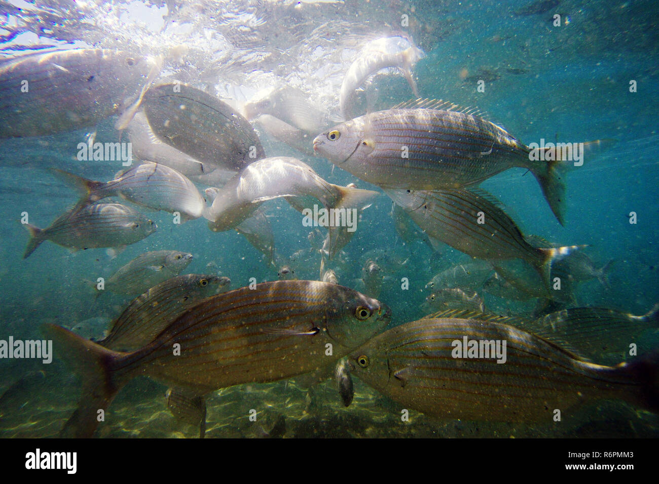 Pesci selvatici salpe / Sarpa salpa nell'oceano Foto Stock