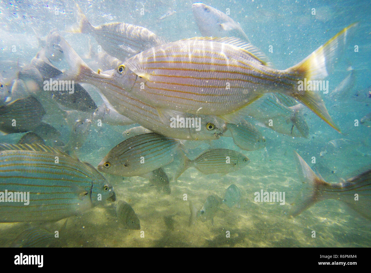 Pesci selvatici salpe / Sarpa salpa nell'oceano Foto Stock