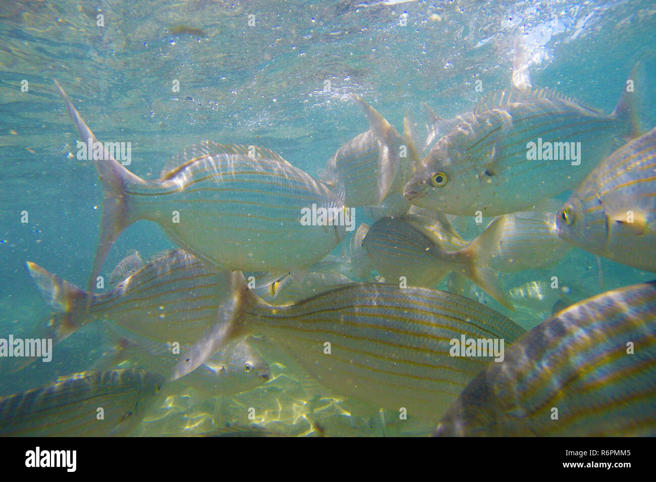 Pesci selvatici salpe / Sarpa salpa nell'oceano Foto Stock