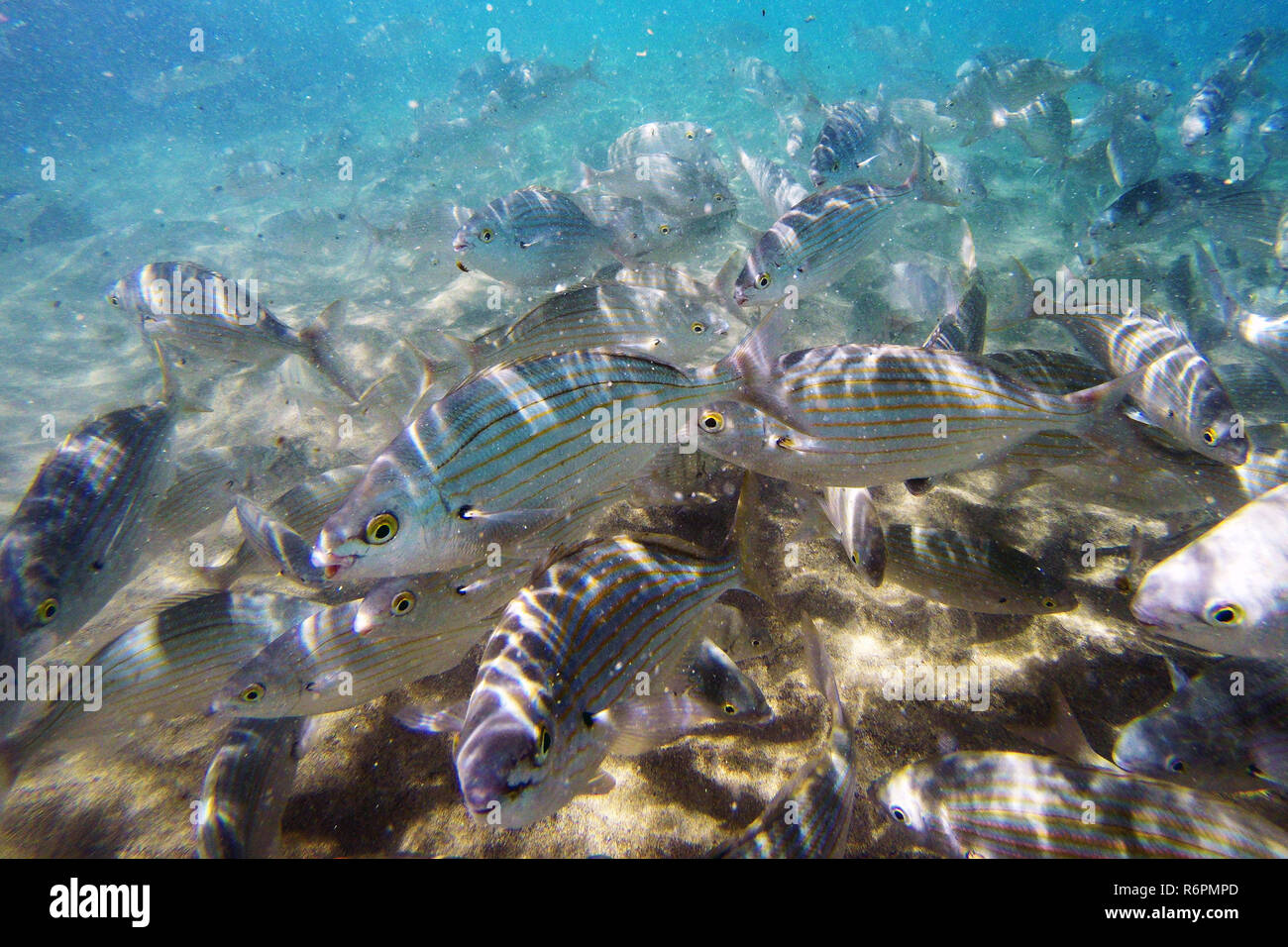 Pesci selvatici salpe / Sarpa salpa nell'oceano Foto Stock