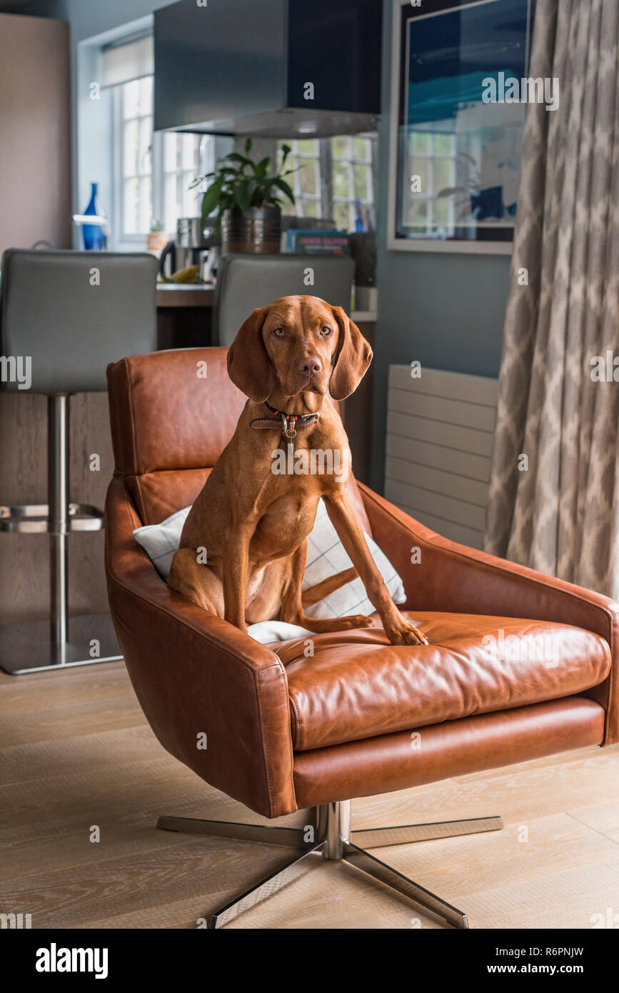 Vizsla pup marrone sulla poltrona di pelle nel rinnovato Hampshire Mill House Foto Stock